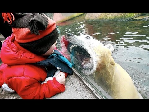 Funny Zoo Animal Surprise Attacks – Funny Animals Compilation