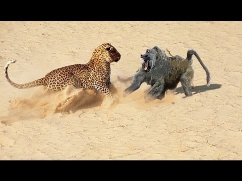 Baboon vs Leopard vs Python vs Crocodile Wild Animals Must Watch!!
