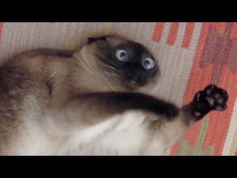 Cats just never fail to make us laugh – Funny cat compilation