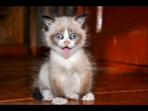Cat Compilation – Top 2013 – Funny Moments with Cats