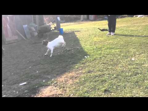 Rosie The Goat Being Funny – Farm Animals