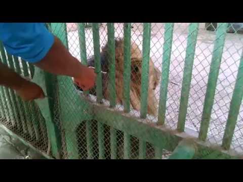 Indian Funny Zoo Animals 5