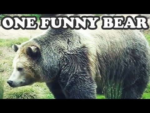 Big Brown Grizzly Bear Bears – San Francisco Zoo California -Funny Wild Animal Animals Jazevox Video