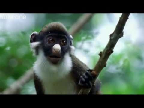 Funny Talking Animals – Walk On The Wild Side – The best BBC documentary ever!