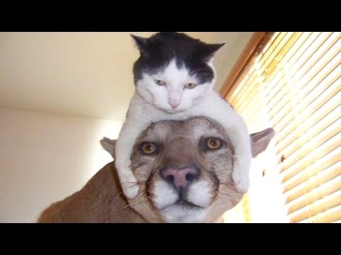 The funniest and most hilarious ANIMAL videos #1 – Funny animal compilation – Watch & laugh!
