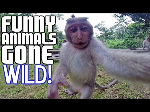 Animals Gone Wild Funny Animal Chase Compilation Funniest Animals Chasing People