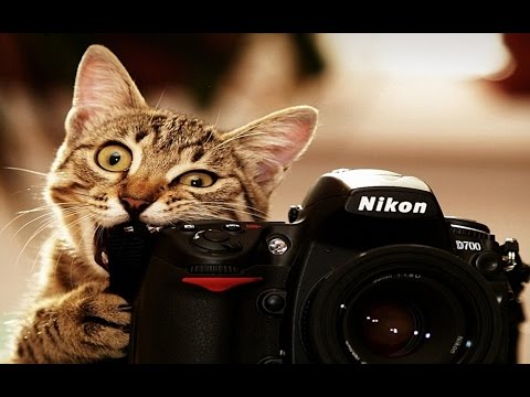 Funny Cats Compilation 2017  – Best Funny Cat Videos Ever || Funny Vines