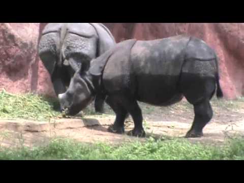 Rhino Wild Animals Videos | Children Zoo  Rhinoceros Animal Videos | Rhino Animal Funny Videos