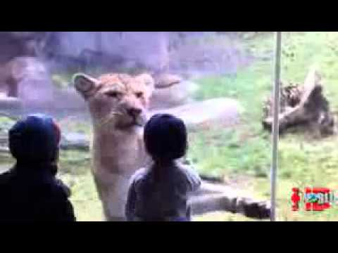 Funny animal videos  Animal Attacks on Humans  Animals attack at the zoo   YouTube