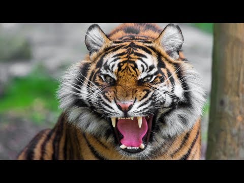 When Animals Attack Compilation || FailArmy