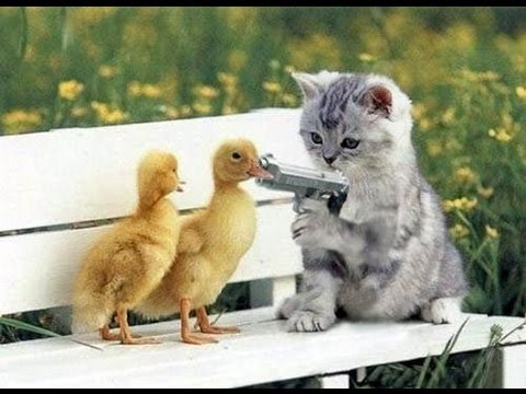 Funny Cats Compilation 2015 || Best Of 2015