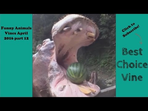 Funny Animals Vines April 2016 part 12 | BestChoiceVine