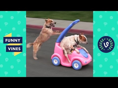 NEW *Try Not To Laugh Challenge* | Funny Animals Vines Compilation