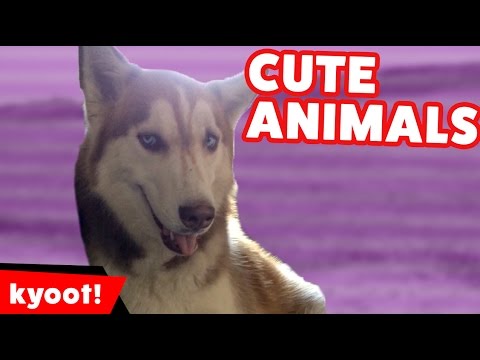 Funny Cute Pet & Zoo Animal Home Video Bloopers of 2016 Weekly Compilation | Kyoot Animals