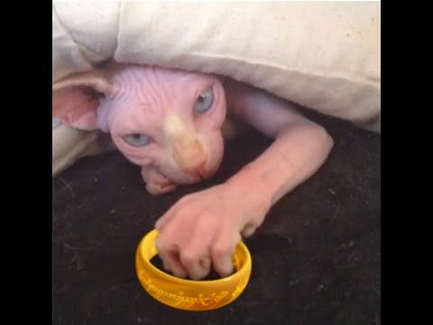 FUNNY NEW VIDEOS Funny Cats Funny Cat Videos – Kitten Fails 2014 HD
