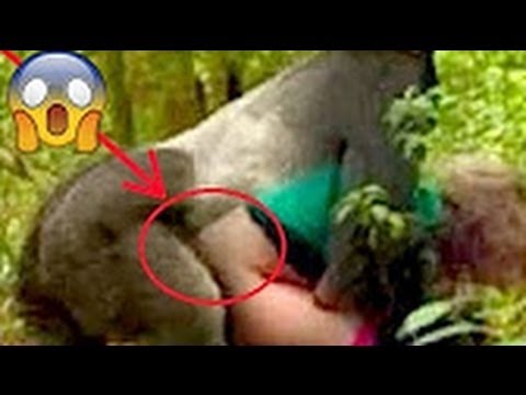 Most Amazing Wild Animal Attacks Monkey Attacks Human Funny animal
