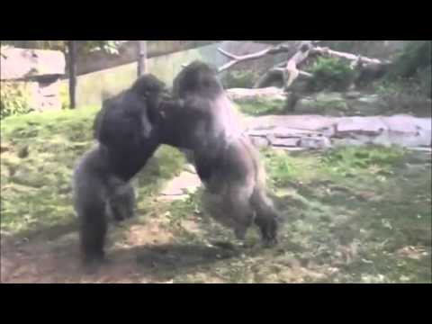 Omaha zoo – Gorilla Fight – [Funny Animals 07]