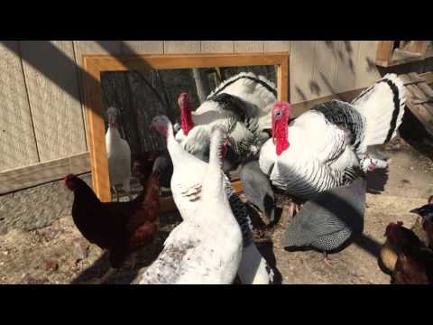 Turkeys, Chickens, Peacocks, & Guineas Play with new Mirror – Funny Farm Animals