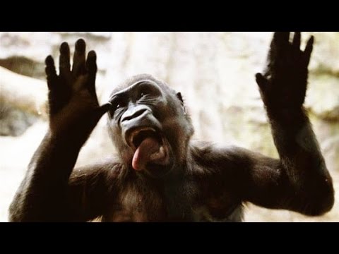 Funniest Zoo Animals – Best moments