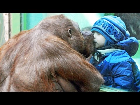 Funny Zoo Animals (HD) [Trip Burger Pets]