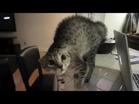 Best Scared Cats Compilation 2015 – FUNNY CATS