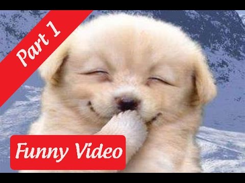 Funny Videos : Funny Dog And Cat Videos Try Not To Laugh [Part 1]