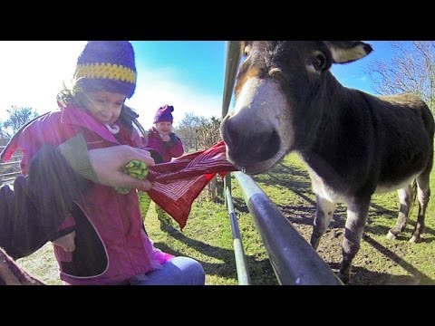 Funny Kids Video: Donkey Attacks Kids in Zoo, Good Enough to Eat – Funny Animals