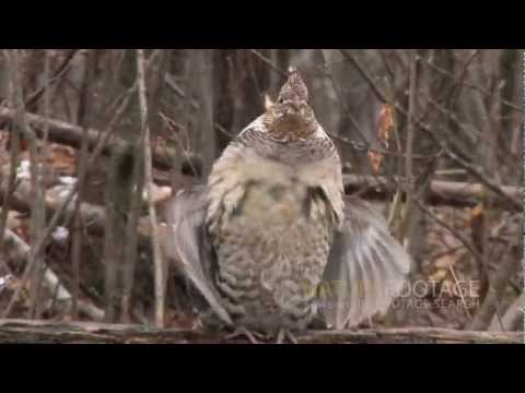 Nature Footage: Funny Wild Animals Video