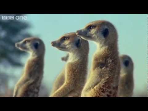 Funny Talking Animals – Walk On The Wild Side ( BBC-One).  HD
