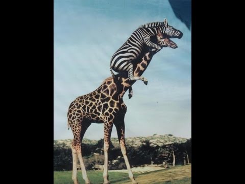 Funny Zoo fails and funny moments! ((Compilation))!! Ep. 1