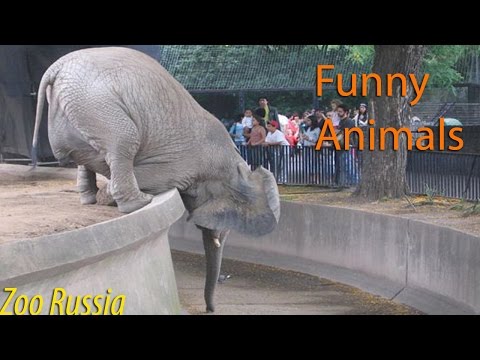 Best Funny Animal Compilation 2016 March #1 HD
