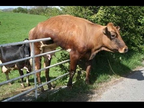 Funny Animals – A Funny Animal Videos Compilation 2015 Part 2