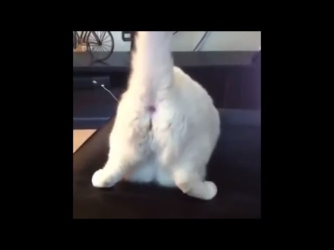 Cat  Farts is  So Annoying ||Funny animals compilation try not to laugh (HD))