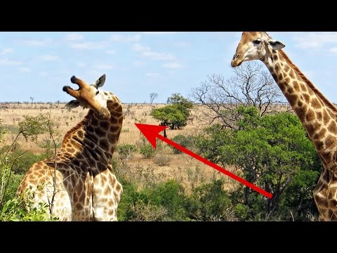 Drunk Giraffe fight – Swing and a miss | Funny wild animals from Kruger National Park, South Africa