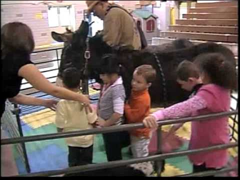News 13/SSPTV Story On Young’s Funny Farm Therapy Animals.mov