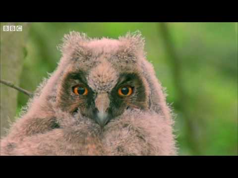 Funny Talking Animals (Walk on the Wild Side) HD – Children in Need Special 2009 – BBC