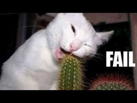 Funny Cats Compilation – Funny Videos 2014 – Funny Animals