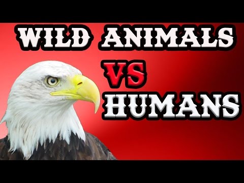 Wild Animals Vs Humans – Breaking Videos