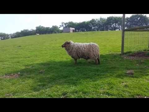 Funny Cute Farm Animals | Compilation