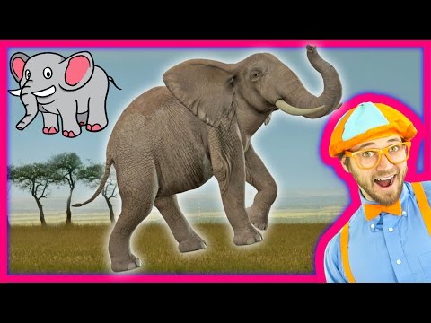 Learn about Animals for Toddlers – Funny Zoo Animal Sounds – Elephants with Blippi