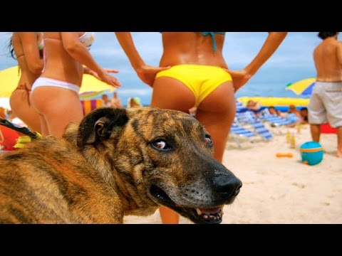 10 MINUTES OF FUNNY DOGS