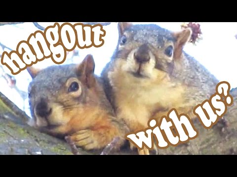 California Ground Squirrel – Tree Squirrels Wild Animals – Cute Funny Wildlife Animal Videos Jazevox