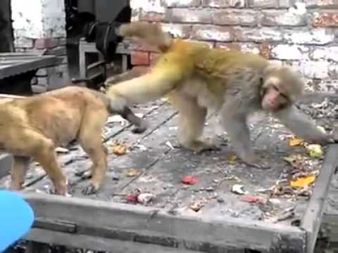 monkey vs dog || funny video