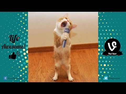 TRY NOT TO LAUGH – Cats Are Just The Funniest Pets Ever || Funny Cat Compilation 2016