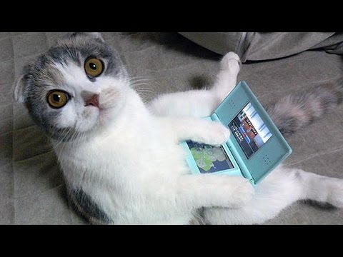 Cats are just the funniest pets ever – Funny cat compilation