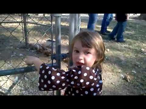 Kids Funny Farm Animal Videos