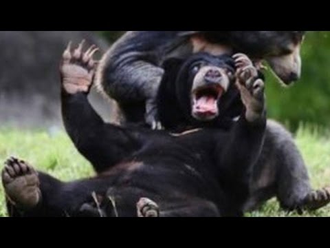 Wild animals can be even funnier than pets – Funny wild animals compilation