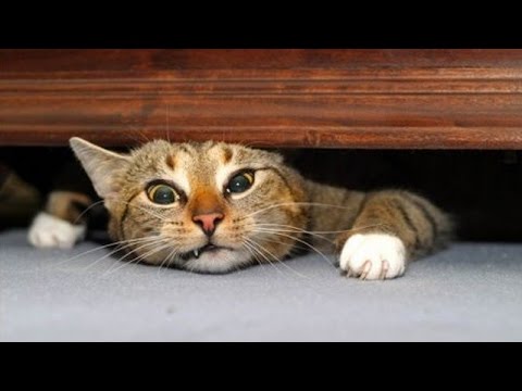 The very best and funniest CAT moments – Funny cat compilation
