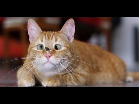 Funny Cats Compilation Funny Cats Videos Compilation