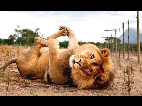Funny Animals – A Funny Animal Videos Compilation 2015